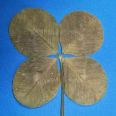 a four leafed plant on a blue background