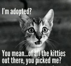 a black and white photo with a caption that reads, i'm adopted? you mean of all the kitties out there, you picked me?