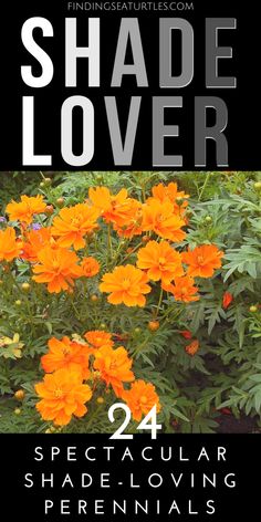 orange flowers with the words shade lover in black and white above them, on a black background