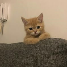 an orange kitten sitting on top of a couch