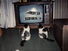 two cats sitting on the floor in front of a tv with arctic monkeys on it