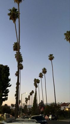 palm trees line the street as cars drive by