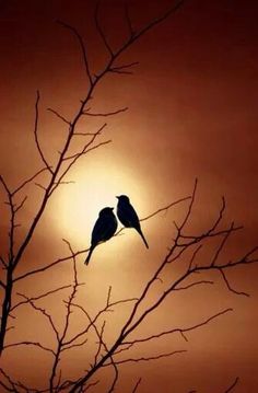 two birds sitting on top of a tree branch in front of the sun at night