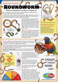 a poster with information about the different types of birds