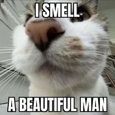 a cat is looking up at the camera with caption that reads, i smell a beautiful man