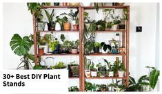 there are plants that are on the shelves in this houseplant display case with text overlay reading, 30 best diy plant stands