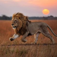 a lion running across a field with the sun setting in the backgrouund