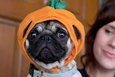 a small pug dog dressed in an orange hat and scarf with a pumpkin on it's head