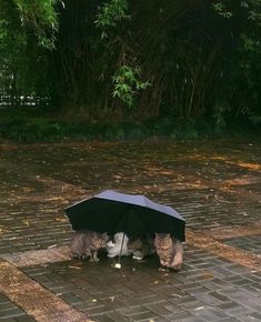 two cats playing with an umbrella on the ground in front of some bushes and trees