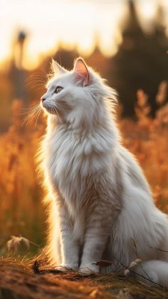 White Norwegian Forest Cat Breed - 15 Fascinating Facts About White Norwegian Forest Kittens - Feline Overview Norweign Forest Cat, Calico Norwegian Forest Cat, Cat Majestic, Norwegian Forest Cat Kitten, White Cat Aesthetic, Majestic Cats, Majestic Cat