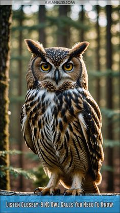 north carolina owl sounds Great Horn Owl, Great Horned Owl Art, Owl Sounds, Horned Owl Photography, North American Birds, Spotted Owl, Owl Species, Great Horned Owl In Flight, Saw Whet Owl