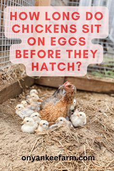 chickens sitting on the ground with text overlay saying how long do chickens sit on eggs before they hatch?