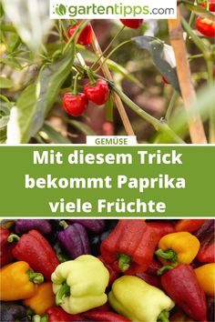 some red and yellow peppers are growing on the plant with text overlay that reads, mitt diessem trick bekommt paprika viele fruche