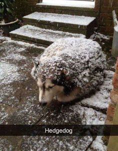 a dog is covered in snow on the ground next to some steps and bushes with words that read hedgeog