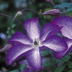 purple flowers with green leaves in the background