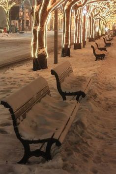 a row of benches covered in snow next to trees with christmas lights on the branches