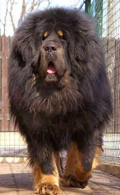 a large black and brown dog walking on top of a stone floor next to a fence