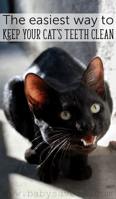 a black cat sitting on top of a white wall with the caption, the easyest way to keep your cats teeth clean