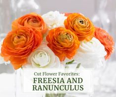 an orange and white flower arrangement in a vase with the words cut flower favorites fresia and ranuncus