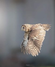 an owl flying through the air with its wings spread