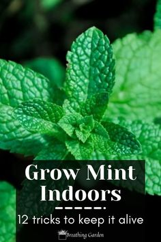 green mint plants with the words grow mint indoors and 12 tricks to keep it alive