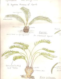 a diagram of different types of plants and their roots, including the plant's leaves