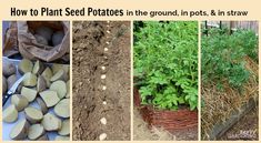 four pictures with different types of plants growing in the ground, including potatoes and straw