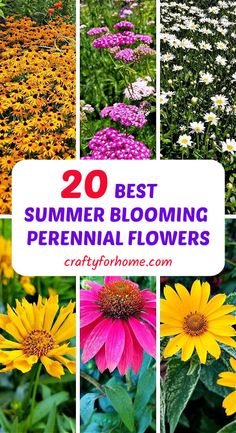 the best summer blooming perennial flowers