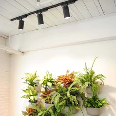 there are many potted plants hanging on the wall in this room with white walls