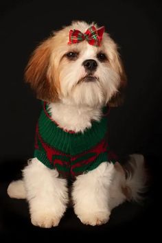 a small white dog wearing a green sweater and red bow tie sitting in front of a black background