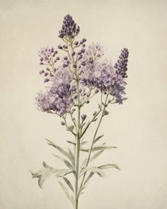 a painting of purple flowers on a white background