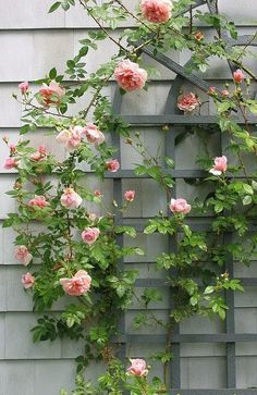 pink roses are growing on the side of a house with a trellis behind it