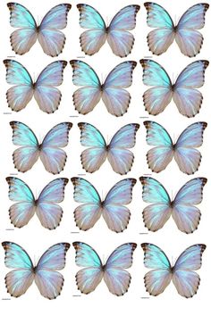 blue butterflies are arranged in rows on a white background, each with different colored wings