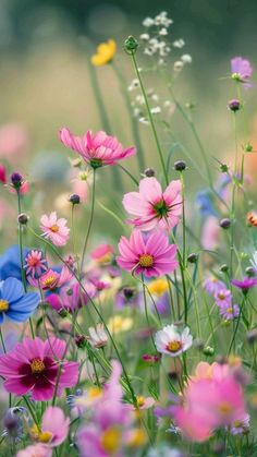 colorful wildflowers and daisies in a field