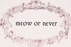 the words meow or never written in an ornate frame