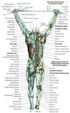 the back view of a man's body with muscles labeled in english and spanish