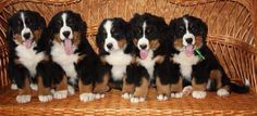 four puppies are sitting on a wicker bench with their tongue hanging out and looking at the camera