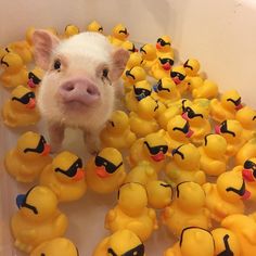 a pig is surrounded by rubber ducks