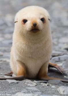 a baby seal is sitting on the ground