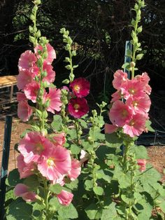 pink flowers blooming in the garden on a sunny day