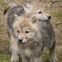 two gray wolf puppies standing next to each other