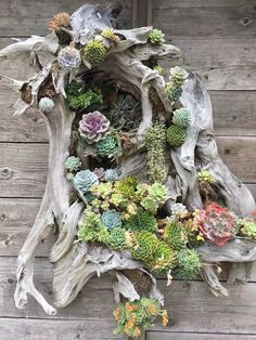 an arrangement of succulents and other plants is displayed on a piece of driftwood