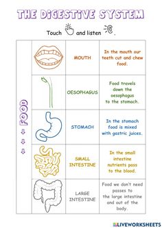 the digest system worksheet for kids to learn and practice their body's functions