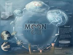 the life cycle of a moon jelly