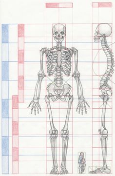 a drawing of a human skeleton with different angles