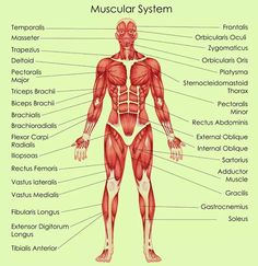 the muscles and their major skeletal systems are labeled in this diagram, with labels on each side