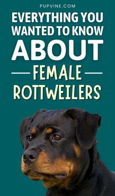 a black and brown dog with the words everything you wanted to know about female rotweilers