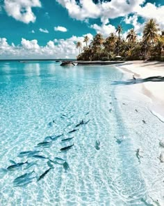 several fish swimming in the clear blue water near an island with palm trees and white sand