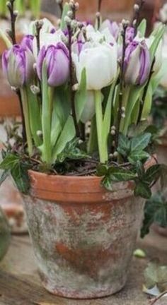 purple and white tulips in a clay pot on a table with greenery