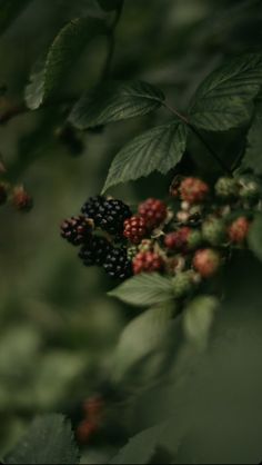 berries on the tree are ready to be picked